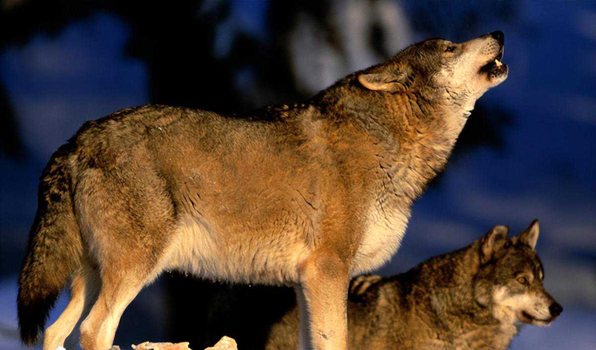 生肖龙：金龙，木龙，水龙，火龙，土龙，各自的运势！！