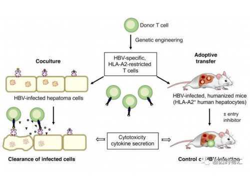 2025年猜猜十二星座的情感运最好